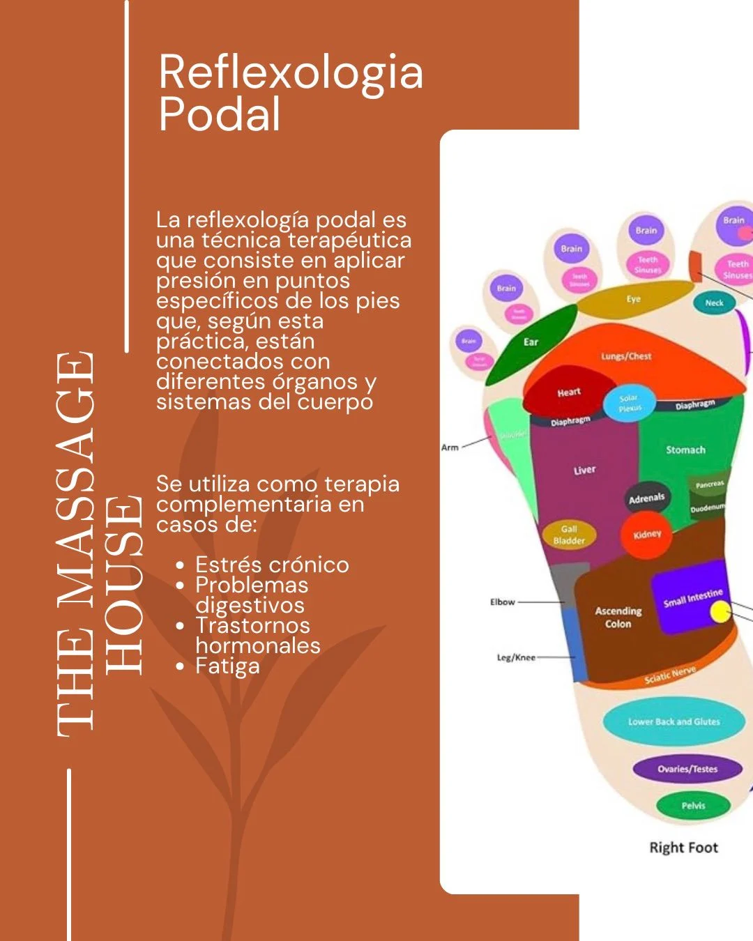 The Massage House Escuela / Centro de Masajes y Estética.